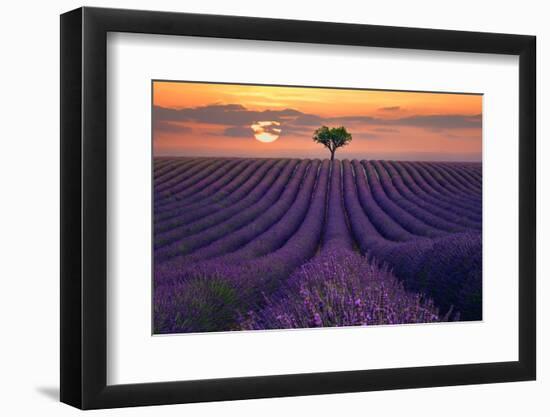 For the Love of Lavender-Lee Sie-Framed Photographic Print