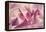 Force Lines of Landscape Amethyst-Giacomo Balla-Framed Premier Image Canvas