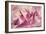 Force Lines of Landscape Amethyst-Giacomo Balla-Framed Giclee Print