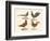 Foreign Birds-null-Framed Giclee Print