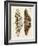 Foreign Butterflies-null-Framed Giclee Print