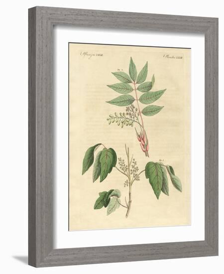 Foreign Poisonous Plants-null-Framed Giclee Print