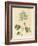 Foreign Poisonous Plants-null-Framed Giclee Print