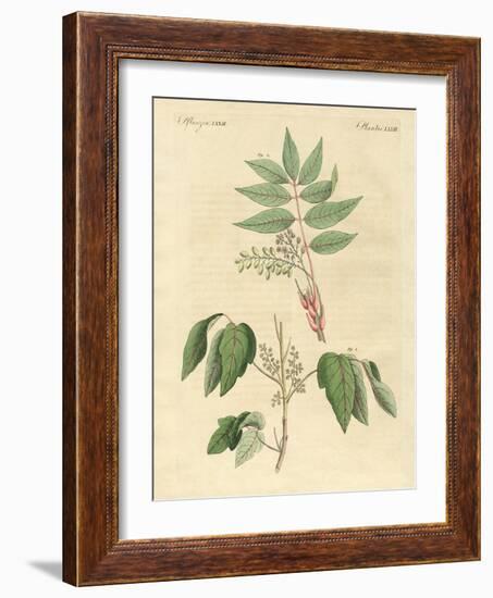 Foreign Poisonous Plants-null-Framed Giclee Print