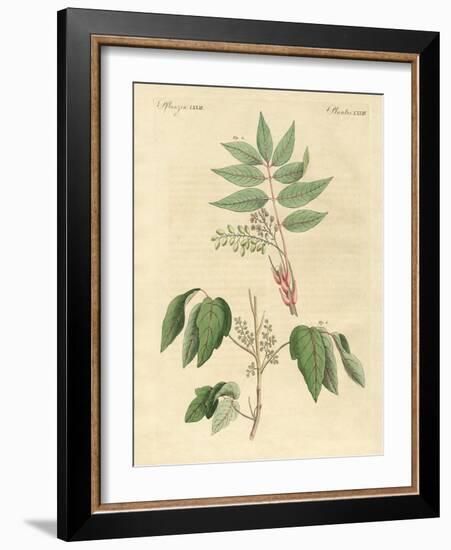 Foreign Poisonous Plants-null-Framed Giclee Print