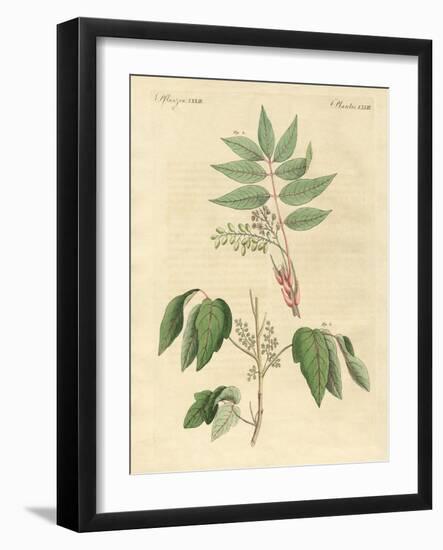 Foreign Poisonous Plants-null-Framed Giclee Print