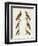 Foreign Wookpeckers-null-Framed Giclee Print