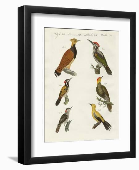 Foreign Wookpeckers-null-Framed Giclee Print