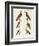 Foreign Wookpeckers-null-Framed Giclee Print