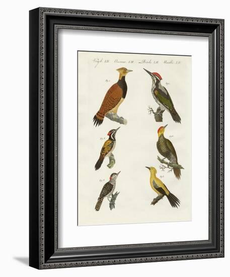 Foreign Wookpeckers-null-Framed Giclee Print