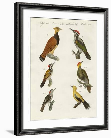 Foreign Wookpeckers-null-Framed Giclee Print