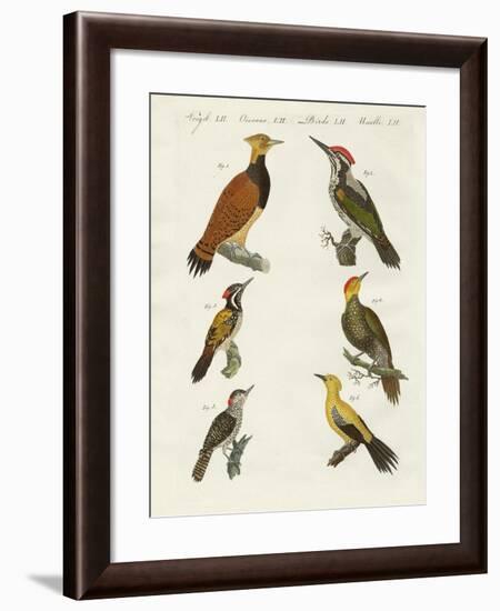 Foreign Wookpeckers-null-Framed Giclee Print