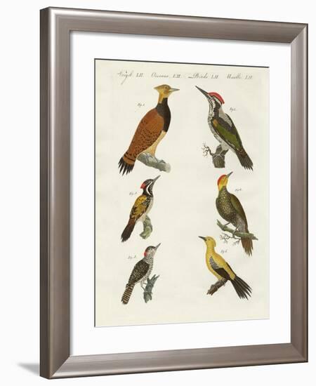 Foreign Wookpeckers-null-Framed Giclee Print