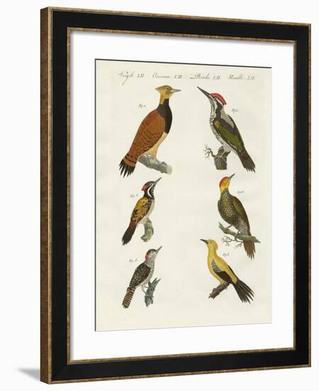 Foreign Wookpeckers-null-Framed Giclee Print