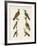 Foreign Wookpeckers-null-Framed Giclee Print