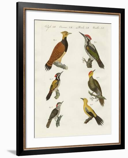 Foreign Wookpeckers-null-Framed Giclee Print