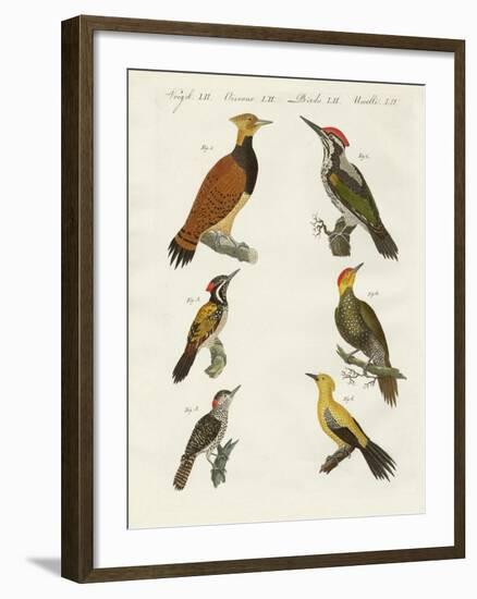 Foreign Wookpeckers-null-Framed Giclee Print