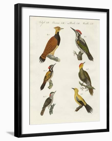 Foreign Wookpeckers-null-Framed Giclee Print