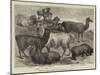 Foreign Wool-Bearing Animals at the International Exhibition-null-Mounted Giclee Print