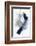 Foreshadow I-PI Studio-Framed Photographic Print