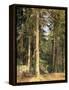 Forest, 1892-Ivan Ivanovitch Shishkin-Framed Premier Image Canvas