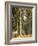 Forest, 1892-Ivan Ivanovitch Shishkin-Framed Giclee Print