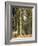 Forest, 1892-Ivan Ivanovitch Shishkin-Framed Giclee Print