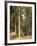 Forest, 1892-Ivan Ivanovitch Shishkin-Framed Giclee Print