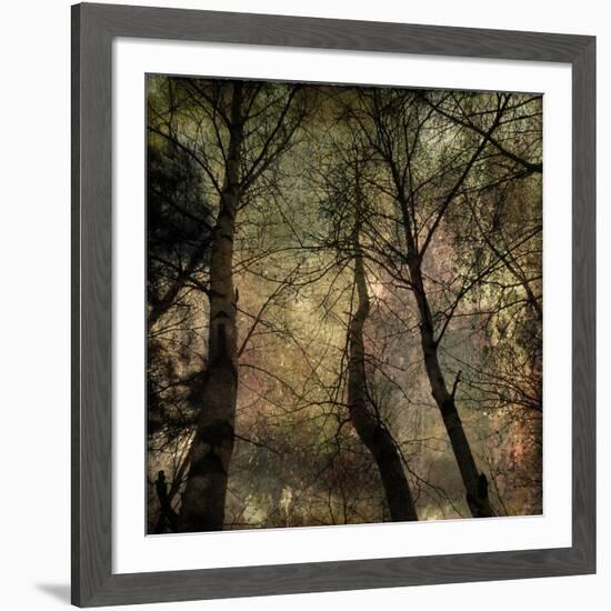 Forest 1-Jean-François Dupuis-Framed Art Print