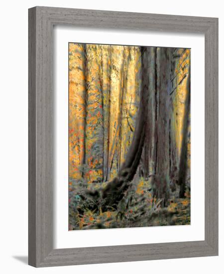 Forest Aglow-Janet Slater-Framed Photographic Print