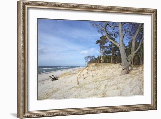 Forest and Dunes on the Western Beach of Darss Peninsula-Uwe Steffens-Framed Photographic Print