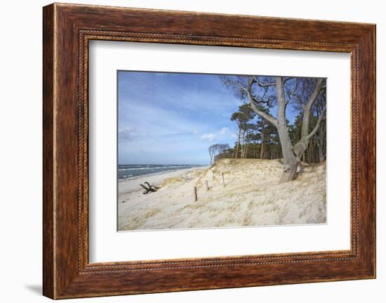 Forest and Dunes on the Western Beach of Darss Peninsula-Uwe Steffens-Framed Photographic Print