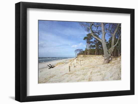 Forest and Dunes on the Western Beach of Darss Peninsula-Uwe Steffens-Framed Photographic Print