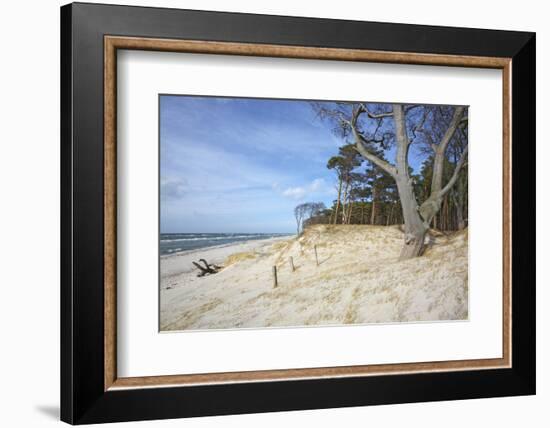 Forest and Dunes on the Western Beach of Darss Peninsula-Uwe Steffens-Framed Photographic Print