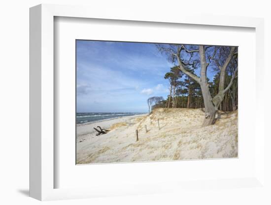 Forest and Dunes on the Western Beach of Darss Peninsula-Uwe Steffens-Framed Photographic Print