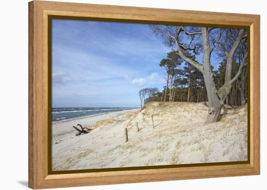 Forest and Dunes on the Western Beach of Darss Peninsula-Uwe Steffens-Framed Premier Image Canvas