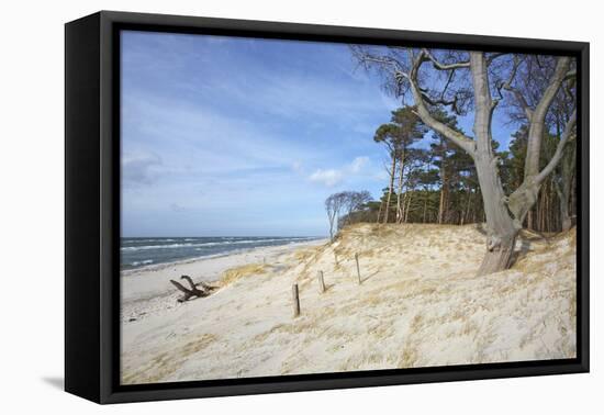 Forest and Dunes on the Western Beach of Darss Peninsula-Uwe Steffens-Framed Premier Image Canvas