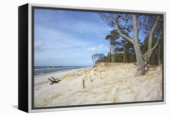 Forest and Dunes on the Western Beach of Darss Peninsula-Uwe Steffens-Framed Premier Image Canvas