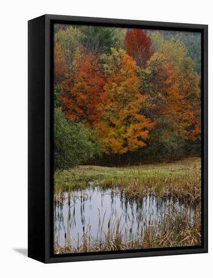 Forest and Pond in Autumn, North Landgrove, Vermont, USA-Scott T^ Smith-Framed Premier Image Canvas