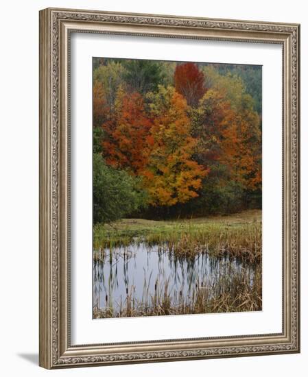 Forest and Pond in Autumn, North Landgrove, Vermont, USA-Scott T^ Smith-Framed Photographic Print