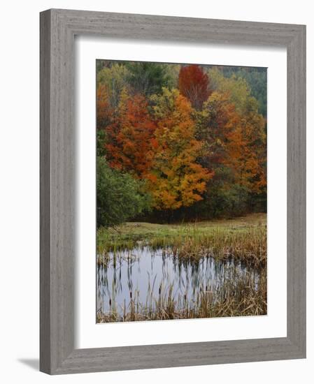 Forest and Pond in Autumn, North Landgrove, Vermont, USA-Scott T^ Smith-Framed Photographic Print