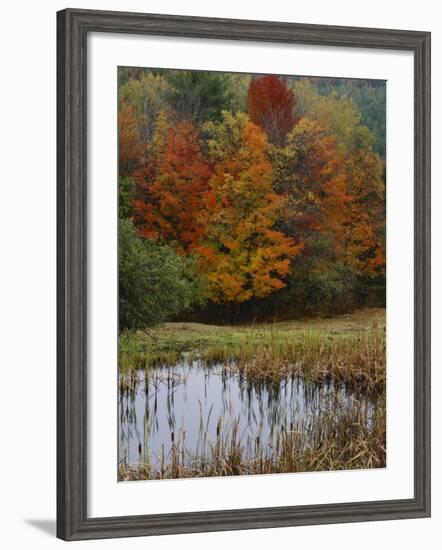 Forest and Pond in Autumn, North Landgrove, Vermont, USA-Scott T^ Smith-Framed Photographic Print