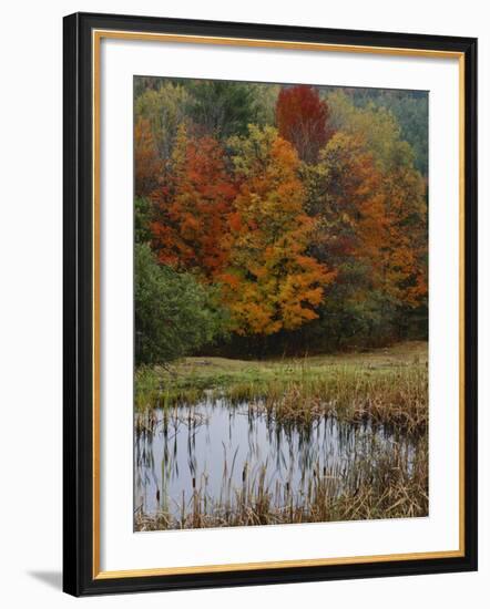 Forest and Pond in Autumn, North Landgrove, Vermont, USA-Scott T^ Smith-Framed Photographic Print