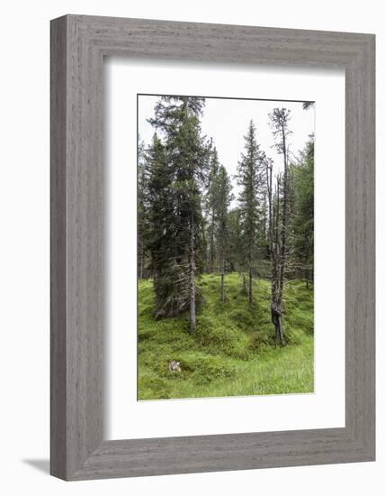 Forest at the Bottom of the Sas Dla Crusc, St. Leonhard Close Abtei, South Tyrol, Italy, Europe-Gerhard Wild-Framed Photographic Print