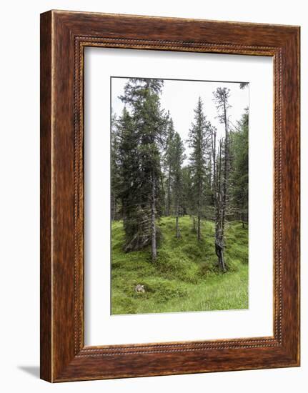 Forest at the Bottom of the Sas Dla Crusc, St. Leonhard Close Abtei, South Tyrol, Italy, Europe-Gerhard Wild-Framed Photographic Print