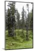 Forest at the Bottom of the Sas Dla Crusc, St. Leonhard Close Abtei, South Tyrol, Italy, Europe-Gerhard Wild-Mounted Photographic Print