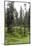 Forest at the Bottom of the Sas Dla Crusc, St. Leonhard Close Abtei, South Tyrol, Italy, Europe-Gerhard Wild-Mounted Photographic Print