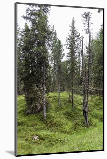 Forest at the Bottom of the Sas Dla Crusc, St. Leonhard Close Abtei, South Tyrol, Italy, Europe-Gerhard Wild-Mounted Photographic Print