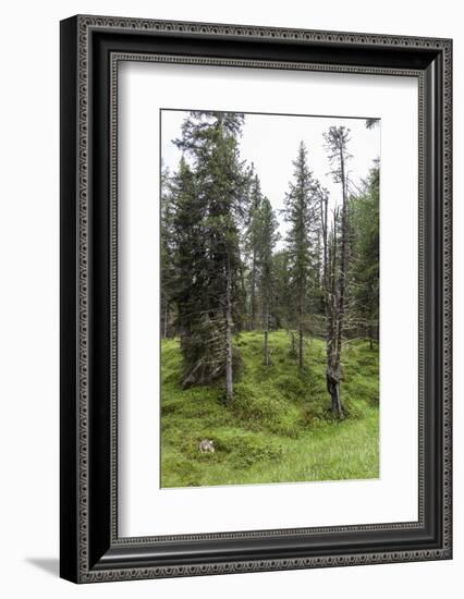 Forest at the Bottom of the Sas Dla Crusc, St. Leonhard Close Abtei, South Tyrol, Italy, Europe-Gerhard Wild-Framed Photographic Print