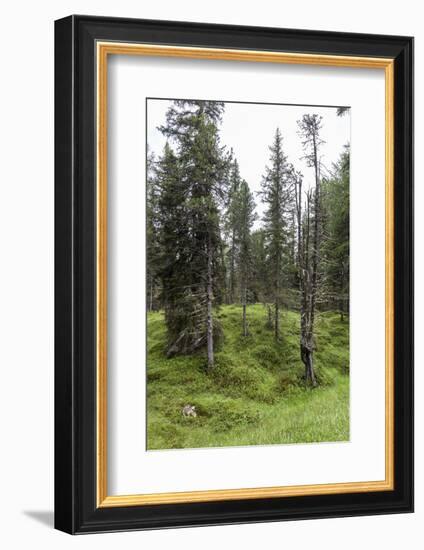 Forest at the Bottom of the Sas Dla Crusc, St. Leonhard Close Abtei, South Tyrol, Italy, Europe-Gerhard Wild-Framed Photographic Print